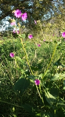 Mirabilis melanotricha