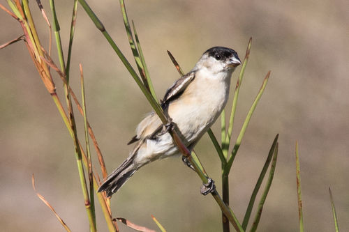 Pearly-bellied Seedeater (Sporophila pileata)