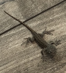 Sceloporus occidentalis