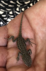 Sceloporus occidentalis