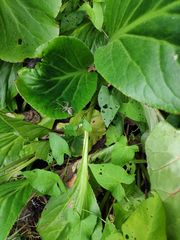 Bergenia