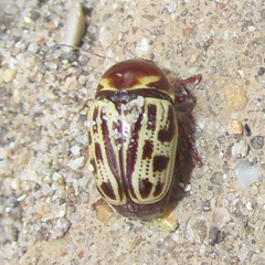 Cryptocephalus simulans