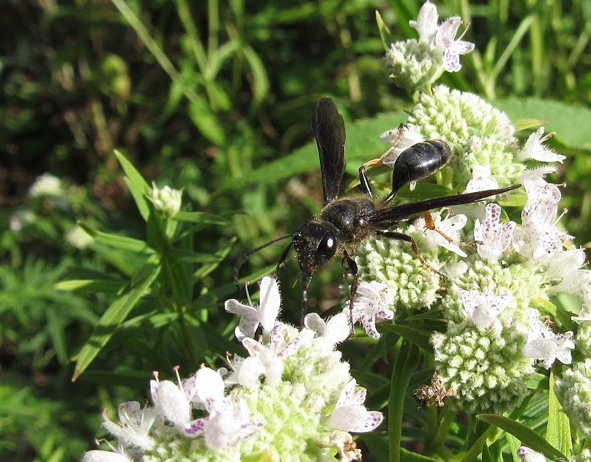 Brown-legged Grass-carrying Wasp in August 2019 by wowsomany · iNaturalist