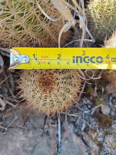 Eriosyce engleri