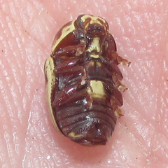 Cryptocephalus simulans