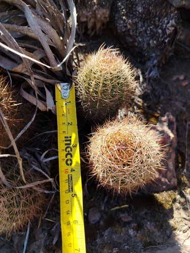 Eriosyce engleri