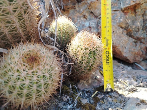 Eriosyce engleri