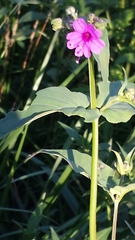 Mirabilis melanotricha