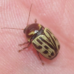 Cryptocephalus simulans