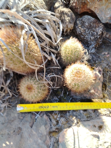 Eriosyce engleri