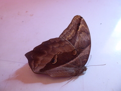 Eryphanis automedon