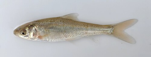 Moggel (Labeo umbratus) — Cyprinidae — 2
