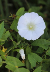 Calystegia sepium sepium
