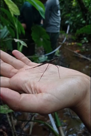Ranatra obscura