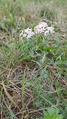 Achillea millefolium