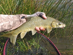 Vaal-Orange Smallmouth Yellowfish photo 1