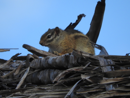 Striped Bush Squirrel