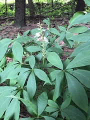 Aesculus parviflora