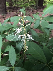 Aesculus parviflora