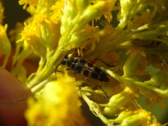 Typocerus sparsus