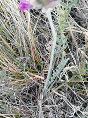 Oxytropis sibajensis