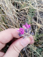 Oxytropis sibajensis