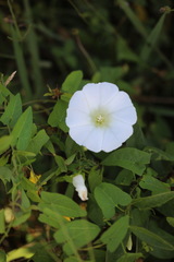 Calystegia sepium sepium