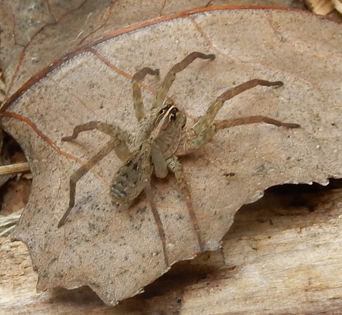 Georgia Wolf Spider