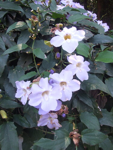 Thunbergia laurifolia