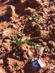 Freesia viridis