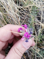 Oxytropis sibajensis