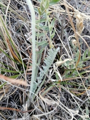 Oxytropis sibajensis
