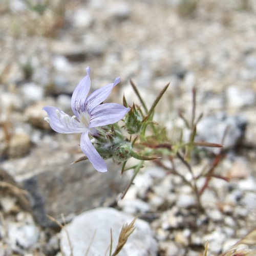 Image of Eriastrum eremicum by (c) Sue Carnahan, some rights reserved (CC BY)