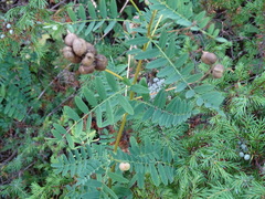 Astragalus neglectus