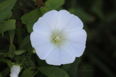 Calystegia sepium sepium