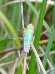 Cicadella