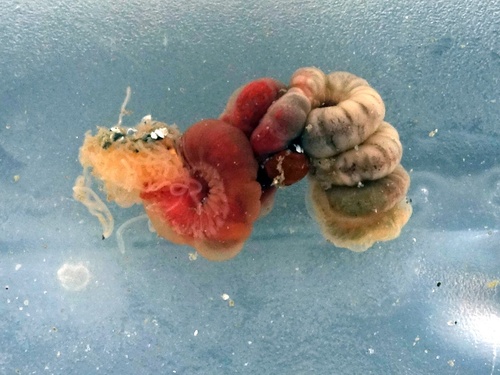 Amphitritides gracilis