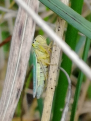 Cicadella