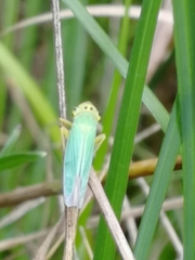 Cicadella