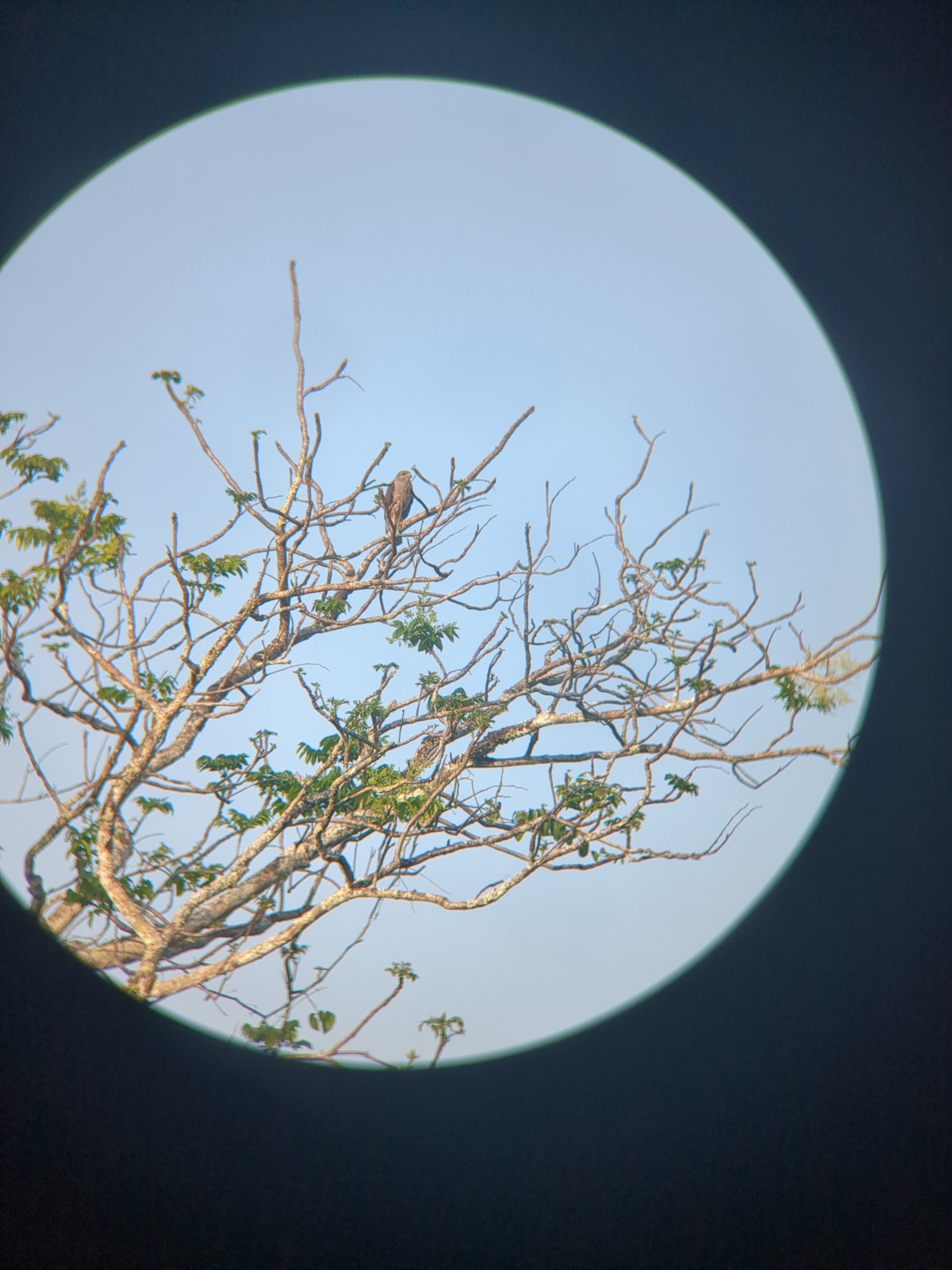 Ridgway's Hawk (Buteo ridgwayi), photo 10
