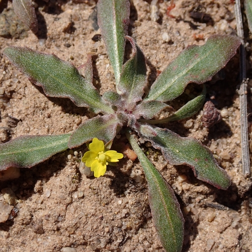 Image of Camissoniopsis micrantha by no rights reserved
