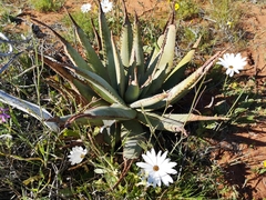 Aloe falcata