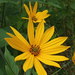 Jerusalem Artichoke - Photo (c) Eduard Garin, some rights reserved (CC BY-NC), uploaded by Eduard Garin