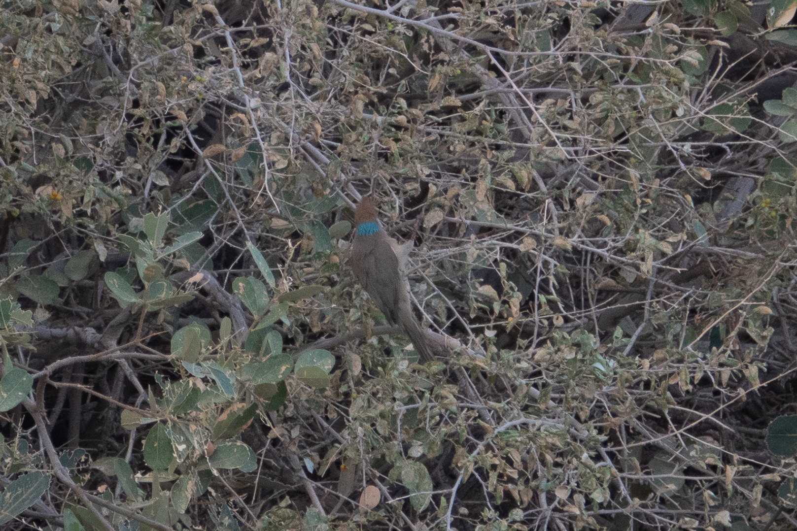 Blue-naped Mousebird (Urocolius macrourus), photo 9