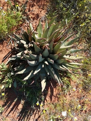 Aloe falcata