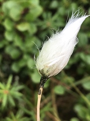 Eriophorum brachyantherum