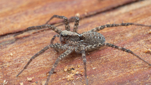 iNaturalist observation photo of Thin-legged Wolf Spiders