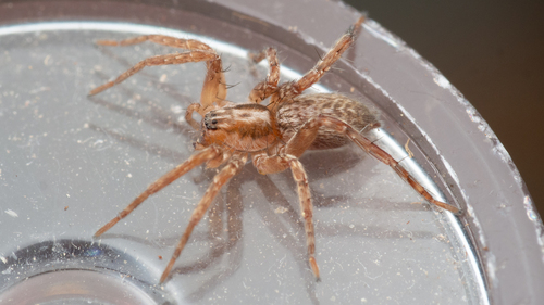 iNaturalist observation photo of Anyphaena