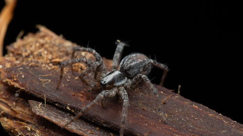 iNaturalist observation photo of Typical Funnel Weavers