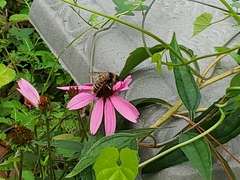 Bombus pensylvanicus image